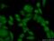 Period Circadian Regulator 3 antibody, 12550-1-AP, Proteintech Group, Immunofluorescence image 