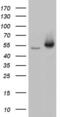 Zinc finger protein RFP antibody, MA5-26641, Invitrogen Antibodies, Western Blot image 