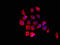 FERM, ARH/RhoGEF And Pleckstrin Domain Protein 1 antibody, LS-C398179, Lifespan Biosciences, Immunofluorescence image 