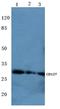 TNF Receptor Superfamily Member 9 antibody, GTX66655, GeneTex, Western Blot image 