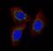 Mitochondrial Calcium Uniporter antibody, NBP2-59029, Novus Biologicals, Immunofluorescence image 