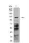 Protocadherin 9 antibody, NBP2-61772, Novus Biologicals, Western Blot image 