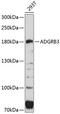 Brain-specific angiogenesis inhibitor 3 antibody, 14-210, ProSci, Western Blot image 