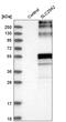 Solute Carrier Family 29 Member 2 antibody, HPA018168, Atlas Antibodies, Western Blot image 