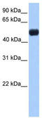 DAX1 antibody, TA346490, Origene, Western Blot image 