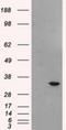 Baculoviral IAP repeat-containing protein 7 antibody, NBP2-02177, Novus Biologicals, Western Blot image 