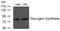 Glycogen Synthase 1 antibody, 79-716, ProSci, Western Blot image 