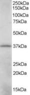 CRK Like Proto-Oncogene, Adaptor Protein antibody, AHP693, Bio-Rad (formerly AbD Serotec) , Western Blot image 