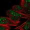 DEAH-Box Helicase 35 antibody, PA5-66518, Invitrogen Antibodies, Immunofluorescence image 
