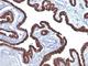 Keratin 7 antibody, V2654IHC-7ML, NSJ Bioreagents, Immunohistochemistry paraffin image 