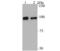 Glucocorticoid receptor-alpha antibody, NBP2-75509, Novus Biologicals, Western Blot image 