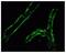 Gap Junction Protein Alpha 4 antibody, 40-4300, Invitrogen Antibodies, Immunofluorescence image 