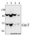 Cell Division Cycle 7 antibody, A01190-1, Boster Biological Technology, Western Blot image 
