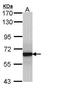 Growth Factor Receptor Bound Protein 14 antibody, GTX108911, GeneTex, Western Blot image 