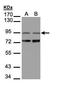 PITPNM Family Member 3 antibody, TA308307, Origene, Western Blot image 