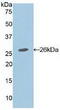 APC Regulator Of WNT Signaling Pathway antibody, MBS2003060, MyBioSource, Western Blot image 