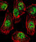 Rhox Homeobox Family Member 2B antibody, abx030827, Abbexa, Western Blot image 