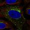 Secretory Carrier Membrane Protein 3 antibody, HPA071167, Atlas Antibodies, Immunofluorescence image 