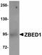 Zinc Finger BED-Type Containing 1 antibody, LS-C108490, Lifespan Biosciences, Western Blot image 