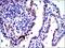 Jun Proto-Oncogene, AP-1 Transcription Factor Subunit antibody, GTX60477, GeneTex, Immunohistochemistry paraffin image 