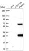 Schwannomin-interacting protein 1 antibody, NBP2-68891, Novus Biologicals, Western Blot image 