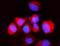 ATPase H+ Transporting V1 Subunit A antibody, A10401-2, Boster Biological Technology, Immunofluorescence image 