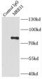 MRE11 Homolog, Double Strand Break Repair Nuclease antibody, FNab05306, FineTest, Immunoprecipitation image 