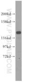 DEAD-Box Helicase 46 antibody, 16927-1-AP, Proteintech Group, Western Blot image 