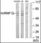 Synaptotagmin Binding Cytoplasmic RNA Interacting Protein antibody, orb137577, Biorbyt, Western Blot image 