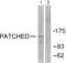 Patched 1 antibody, abx013172, Abbexa, Western Blot image 