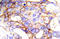 EGFR antibody, AP20883PU-N, Origene, Immunohistochemistry frozen image 