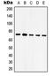 mtHSP70 antibody, LS-B16891, Lifespan Biosciences, Western Blot image 