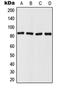 HMP antibody, LS-C353296, Lifespan Biosciences, Western Blot image 