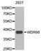 DDB1 And CUL4 Associated Factor 7 antibody, A08577, Boster Biological Technology, Western Blot image 