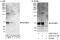 Imp2 antibody, A303-317A, Bethyl Labs, Immunoprecipitation image 
