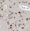 Mitotic spindle assembly checkpoint protein MAD1 antibody, FNab04922, FineTest, Immunohistochemistry paraffin image 