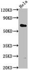 Ubiquitin Specific Peptidase 17 Like Family Member 5 antibody, CSB-PA427555LA01HU, Cusabio, Western Blot image 