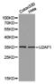 U2 Small Nuclear RNA Auxiliary Factor 1 antibody, TA326899, Origene, Western Blot image 