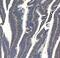 SV2A antibody, A03752-3, Boster Biological Technology, Immunohistochemistry paraffin image 