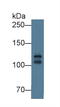 Cadherin 15 antibody, LS-C374295, Lifespan Biosciences, Western Blot image 