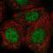 CASK Interacting Protein 1 antibody, NBP2-30414, Novus Biologicals, Immunofluorescence image 