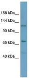 RNA Polymerase Mitochondrial antibody, TA346736, Origene, Western Blot image 