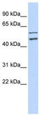 Cell Division Cycle 20 antibody, TA330362, Origene, Western Blot image 