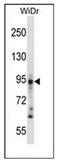 PVA antibody, AP51324PU-N, Origene, Western Blot image 