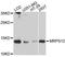 Mitochondrial Ribosomal Protein S12 antibody, A10573, ABclonal Technology, Western Blot image 