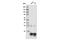 Histone H3 antibody, 14040S, Cell Signaling Technology, Western Blot image 