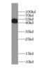 Casein Kinase 1 Epsilon antibody, FNab01280, FineTest, Western Blot image 