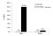 5-Methyl Cytosine antibody, NBP2-42813, Novus Biologicals, Immunoprecipitation image 