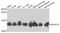 DnaJ Heat Shock Protein Family (Hsp40) Member C19 antibody, A5146, ABclonal Technology, Western Blot image 