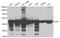 Enolase 1 antibody, A1033, ABclonal Technology, Western Blot image 